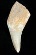 Mosasaur (Platecarpus) Tooth - Partial Root #12439-1